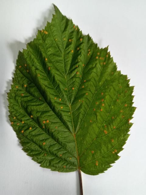 rđa na listu maline, Phragmidium rubi-idaei
