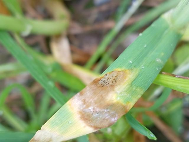 Siva pegavost lista pšenice,Septoria tritici