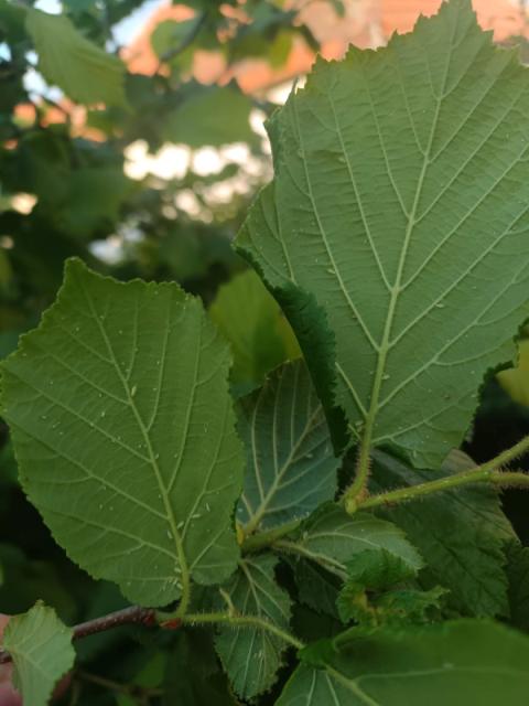 biljne vaši, Aphididae