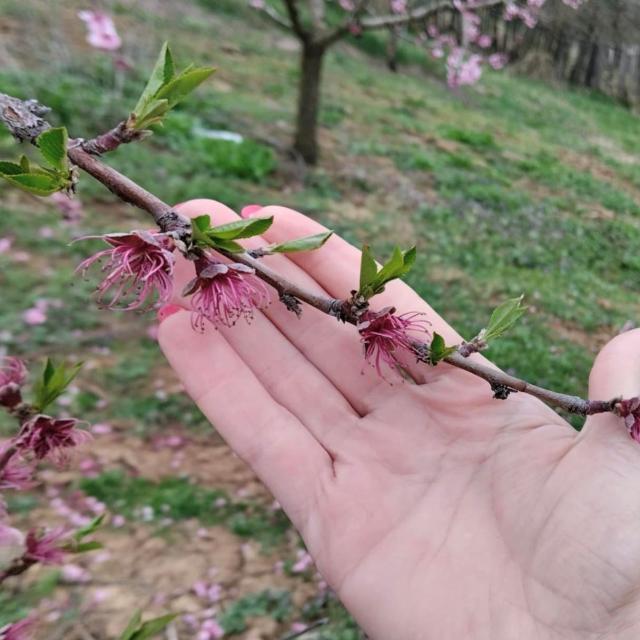 Faza razvoja u zasadu bresaka