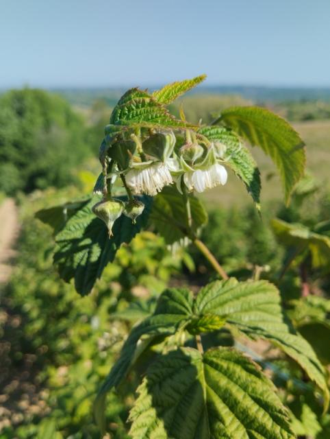 Rana faza balona u zasadu maline