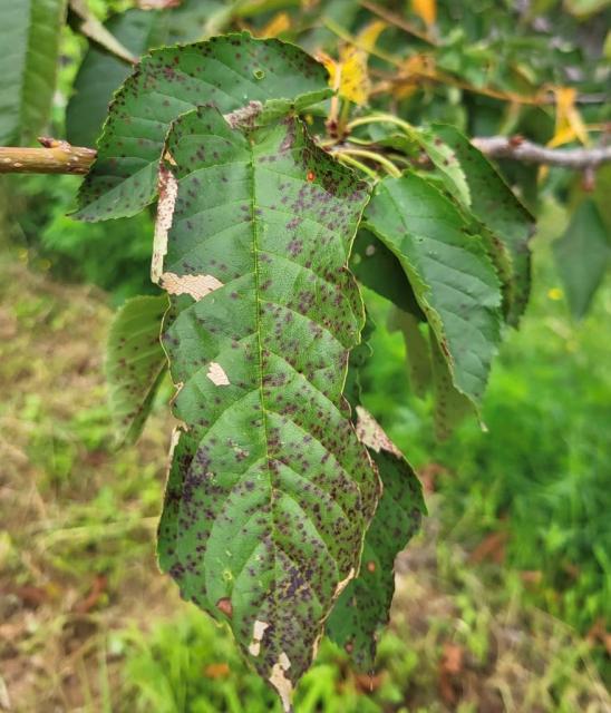 Simptomi bolesti na listu trešnje - Blumeriella jaapi
