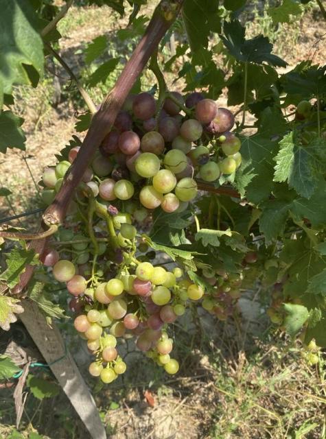 Faza razvoja vinove loze - početak šarka