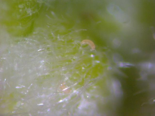 Phyllocoptes gracillis