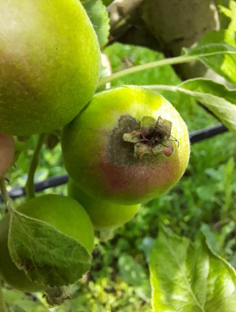 Venturia inaequalis, Čađava pegavost lišća i krastavost plodova jabuke, Apple scab