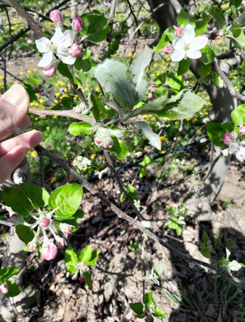 Pepelnica jabuke, Apple powdery mildew, Podosphaera leucotricha