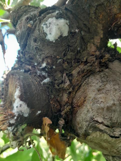 Eriosoma lanigerum, Krvava vaš jabuke, Woolly apple aphid