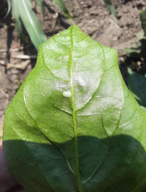 Kukuruzni plamenac, Ostrinia nubilalis, European corn borer