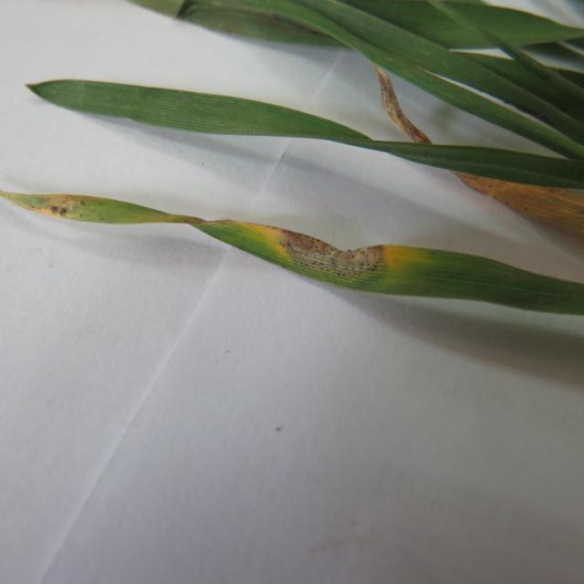 Septoria tritici