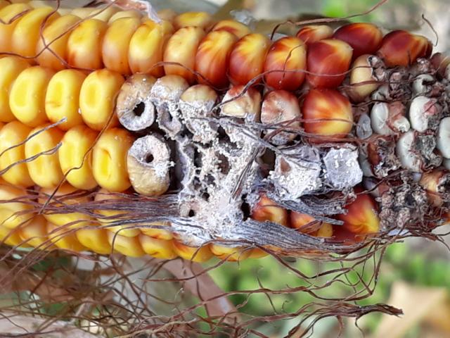 Simptomi na klipu Fusarium