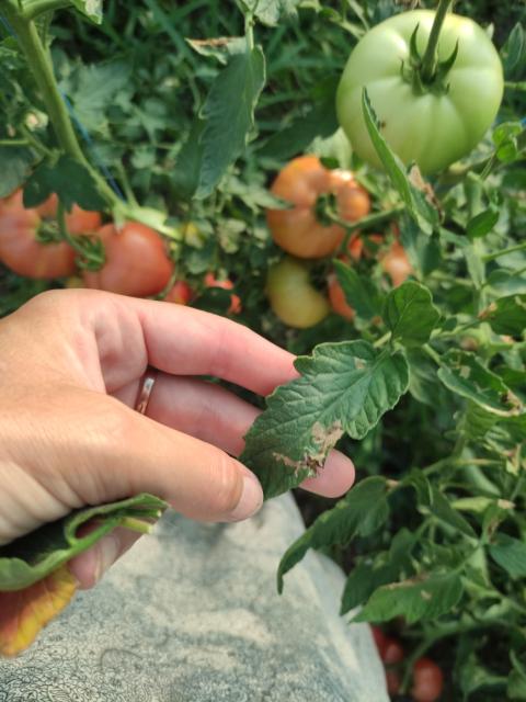 mine na listu paradajza