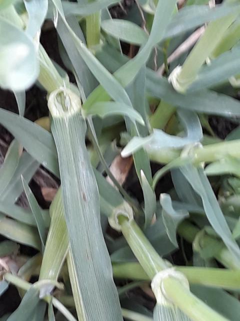 žuto mrka pegavosti pšenice (Pyrenophora tritici-repentis)