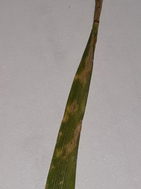 Septoria tritici