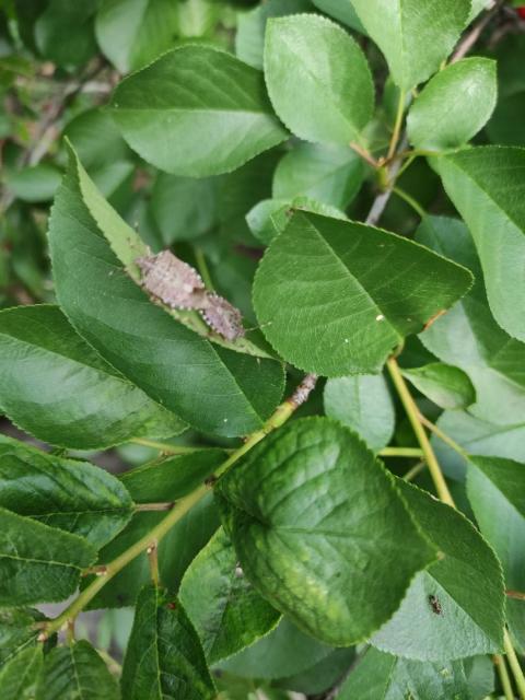 Halyomorpha halys 