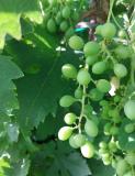 Faza razvoja vinove loze