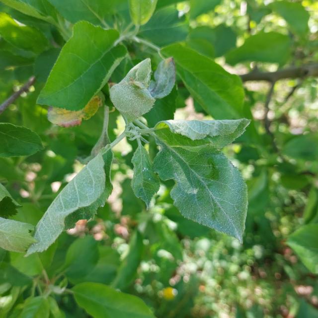 Pepelnica jabuke, Podosphaera leucotricha