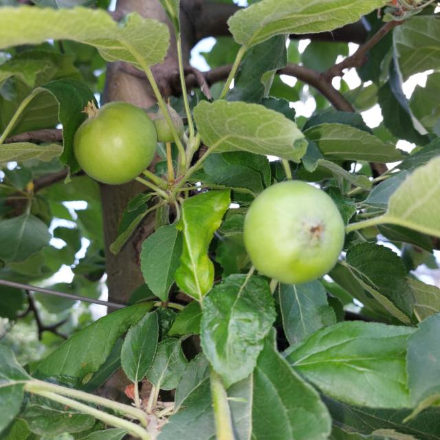 Faza razvoja jabuke Ajdared, lokalitet Atenica