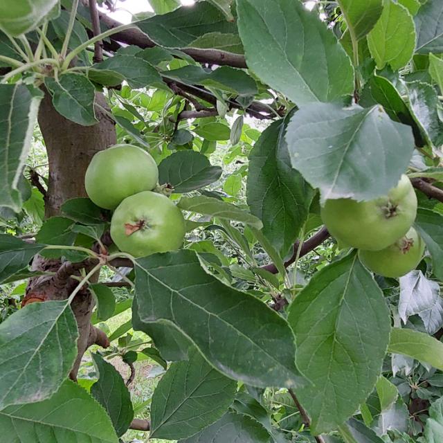 Faza razvoja jabuke sorta Ajdared, lokalitet Atenica