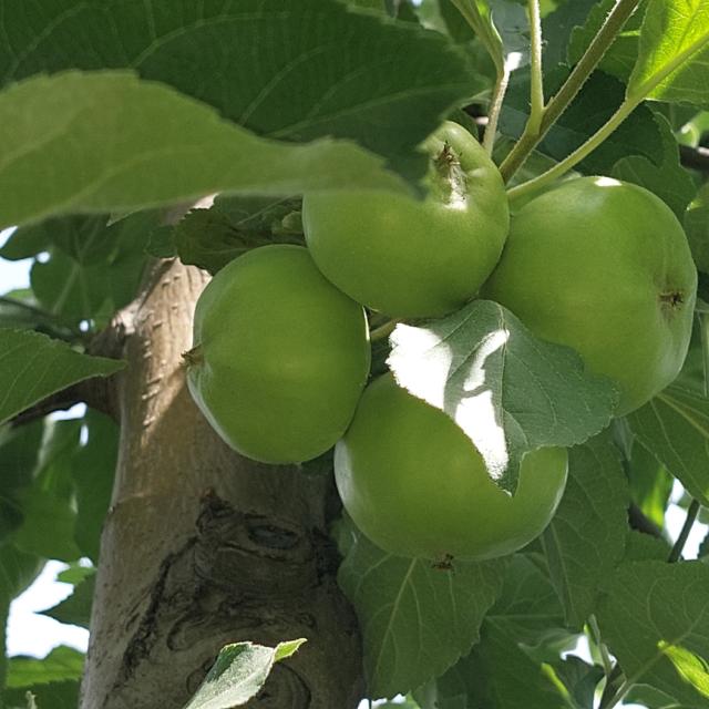 faza razvoja jabuke Ajdared, Malus domestica, lpkalitet Atenica