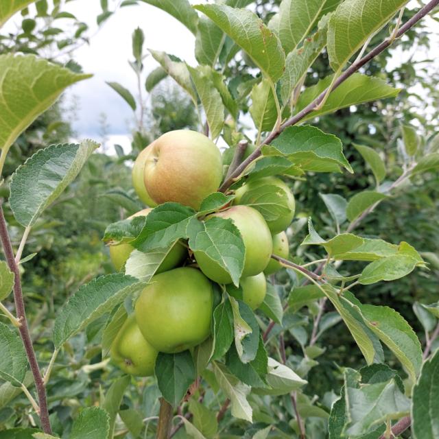 Faza razvoja jabuke Ajdared, Malus domestica