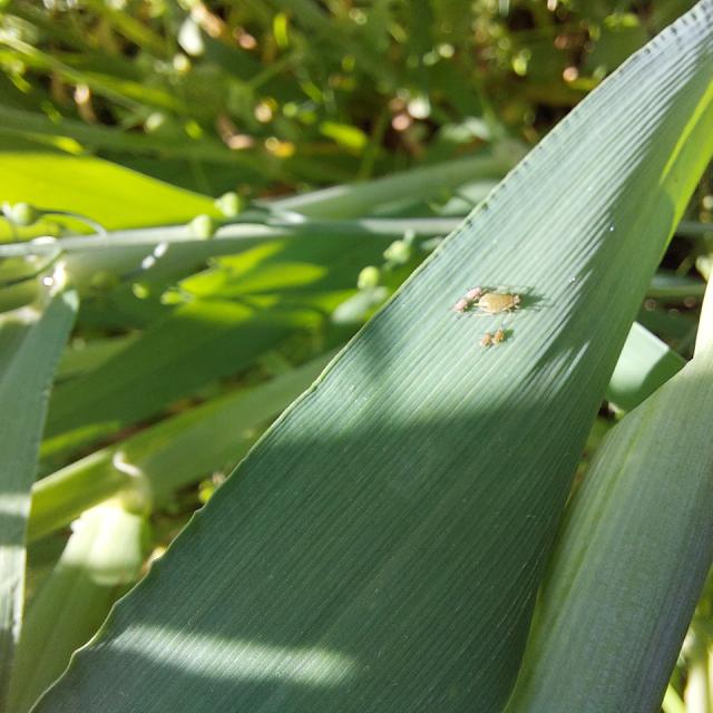 biljne vaši, Aphididae