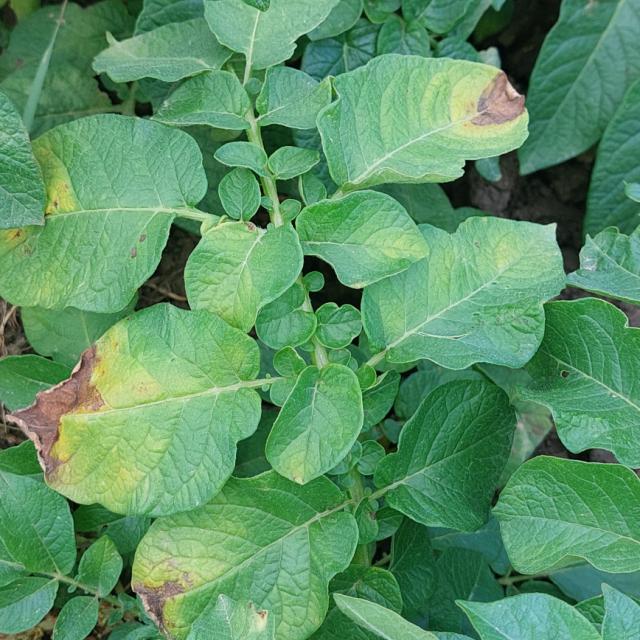 plamenjača krompira, Phytophthora infestans
