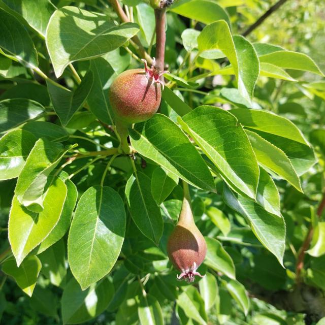 Faza razvoja kruške, Pyrus communis