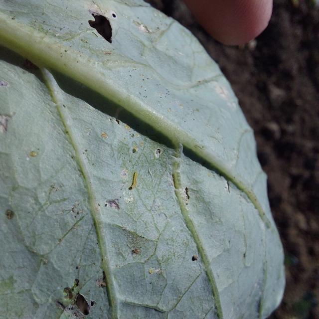 larva kupusovog moljca (Plutella xylostella) , lokalitet Baluga trnavska