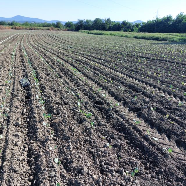 Faza razvoja kupusa za jesenju proizvodnju, Brassica oleracea var.capitata