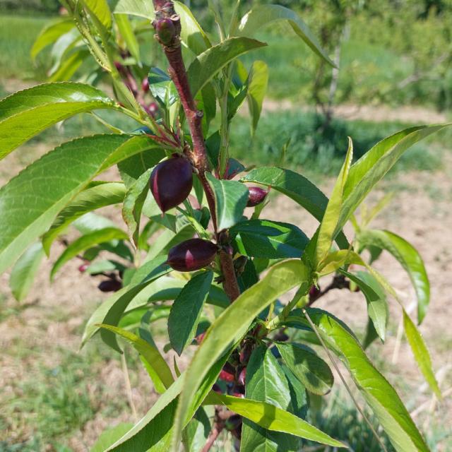 Faza razvoja nektarina, Prunus persica