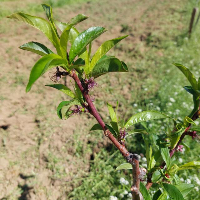 faza razvoja nektarine, Prunus persica,lokalitet Lipnica