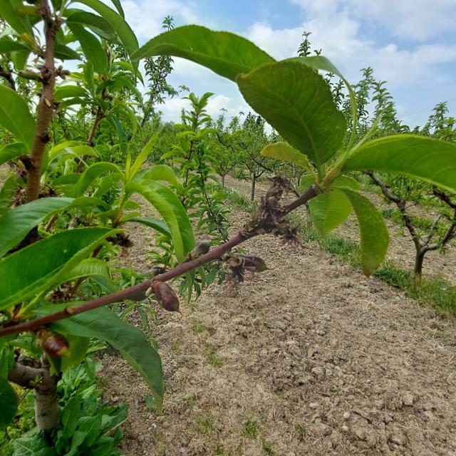 Faza razvoja nektarina, Prunus persica