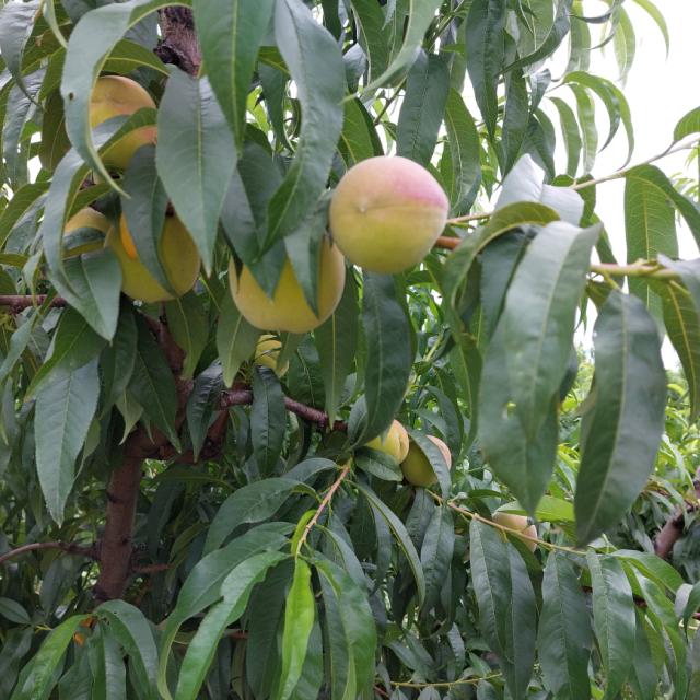 Faza razvoja breskve, Prunus persica