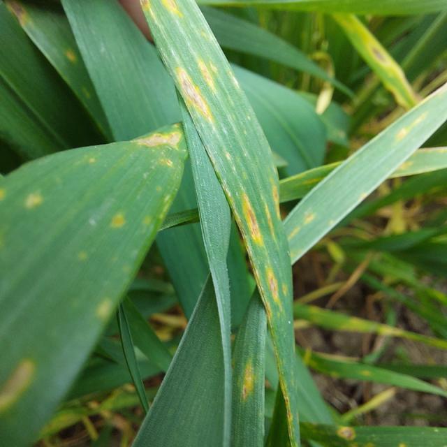 sive pegavosti lista pšenice, Septoria tritici