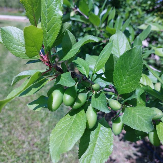 Faza razvoja šljive, Prunus domestica
