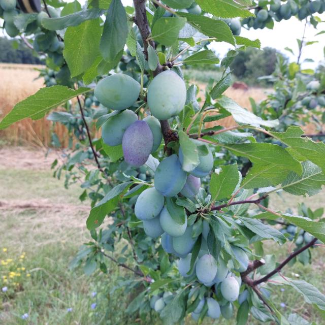 Faza razvoja šljive Stenlej, Prunus domestica
