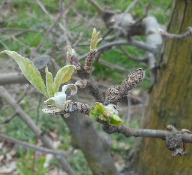 faza razvoja sorte Ajdared , simptomi pepelnice jabuke( Podosphaerra leucotricha)