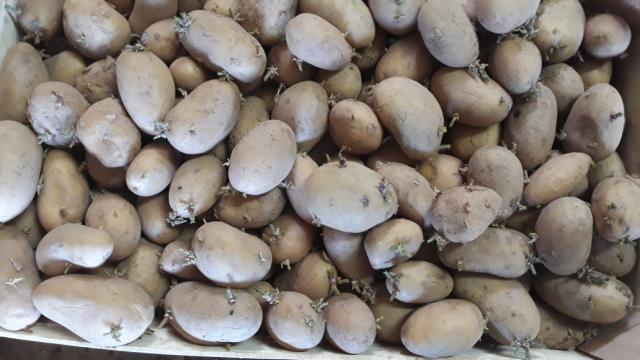 semenski krompir, seednje rana sorta Arizona, spreman za iznošenje na parcelu