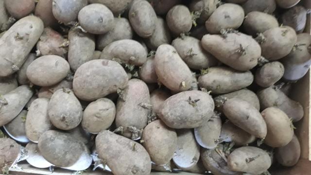semenski krompir ranesorte Esma, spreman za setvu, lokalitet Zablaće