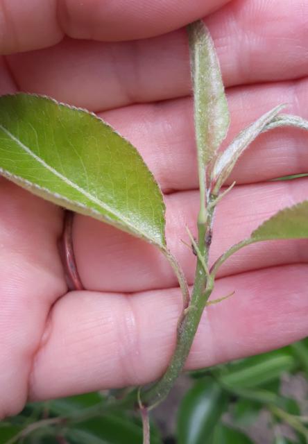 faza razvoja kruškine buve, imago i larva