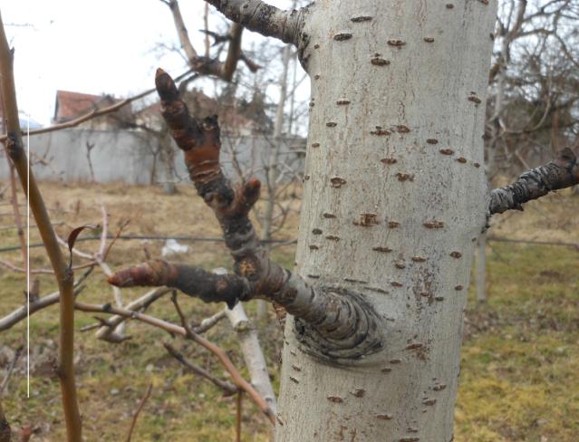 faza razvoja kruške Vilijamovka, lokalitet Trbušani