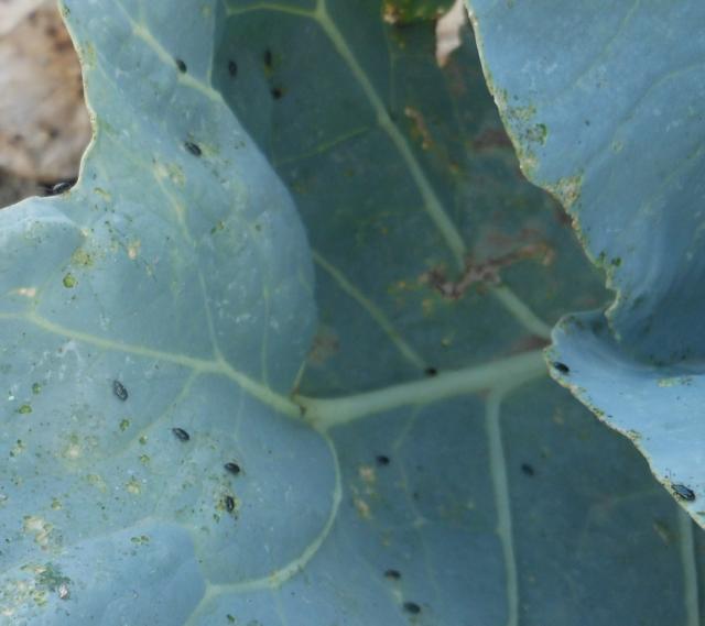 lokalitet Baluga,imago buvača, Phyllotreta spp