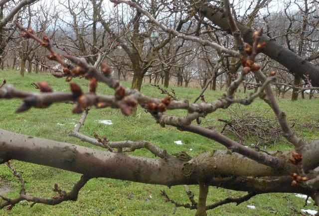 Lokalitet Lipnica, faza razvoja šljive Čačanska lepotica