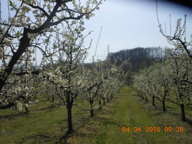 lokalitet Lipnica, faza razvoja