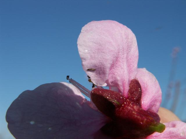 Odrasla jedinka tripsa na cvetu nektarine (2015.).